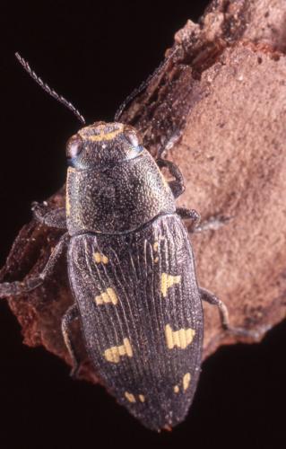 Buprestis novemmaculata