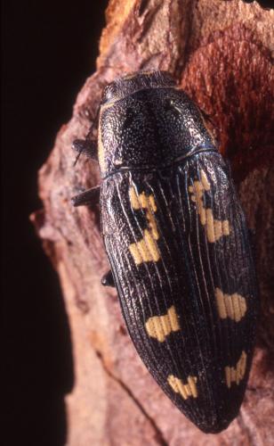 Buprestis novemmaculata