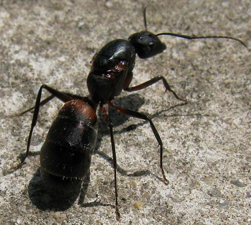 Camponotus cruentatus