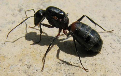 Camponotus cruentatus