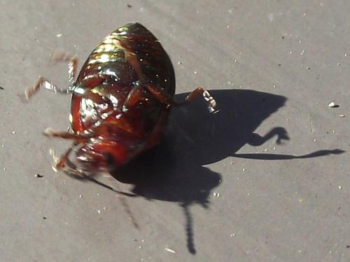 Chrysolina americana