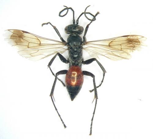 Caliadurgus fasciatellus