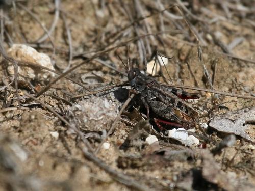 Calliptamus sp.