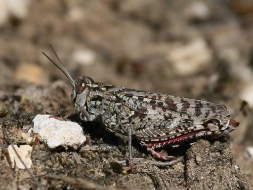 Réf. 62 736 : Calliptamus sp.