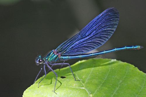Calopteryx virgo