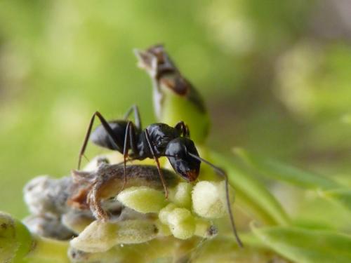 Réf. 62 645 : Camponotus aethiops