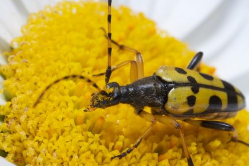 Rutpela maculata