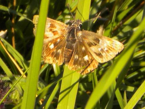 Carcharodus alceae