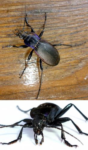 Réf. 62 380 : Carabus violaceus purpurascens