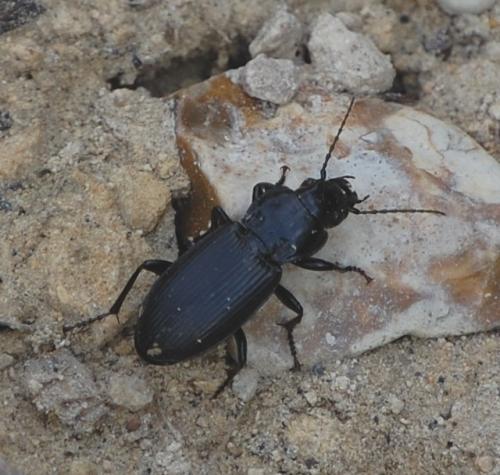 Pterostichus melanarius
