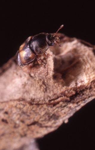 Carpophilus sp.