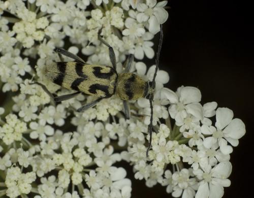 Réf. 62 102 : Chlorophorus varius