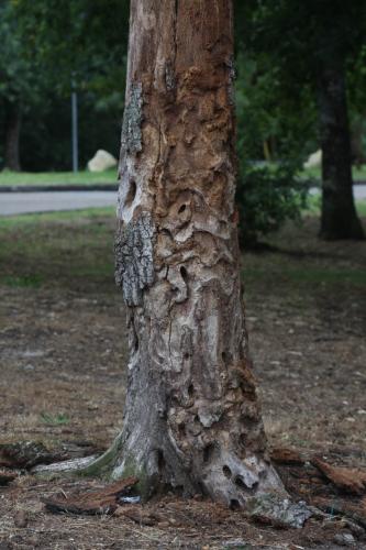 Cerambyx cerdo