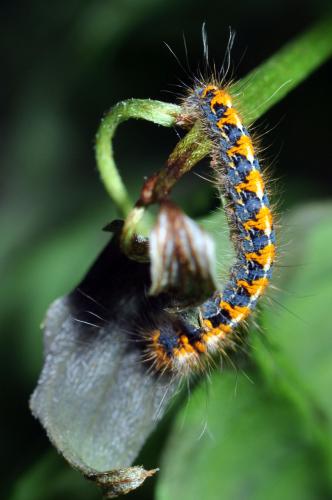 Lasiocampa quercus