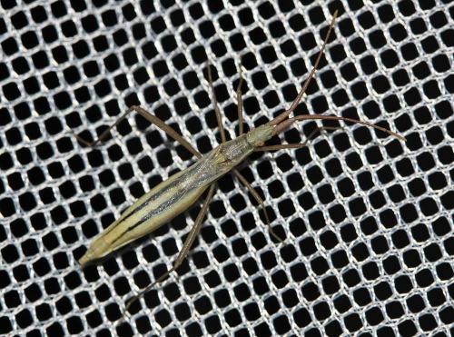 Chorosoma schillingii
