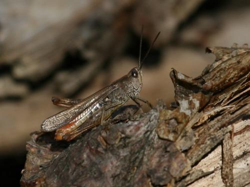 Réf. 62 635 : Chorthippus brunneus brunneus