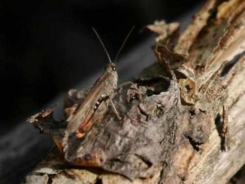 Réf. 62 636 : Chorthippus brunneus brunneus