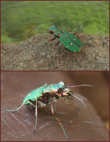 Cicindela campestris