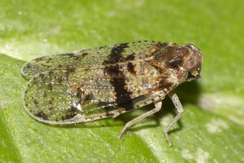 Cixius sp.