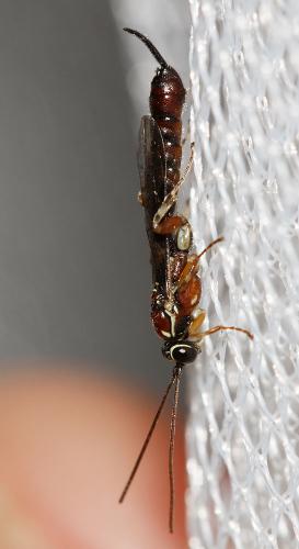 Réf. 62 590 : Clistopyga incitator