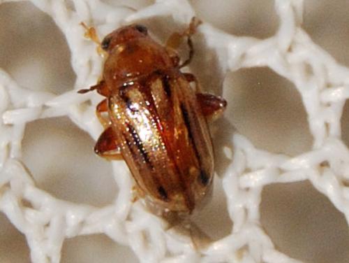 Arrhenocoela lineata