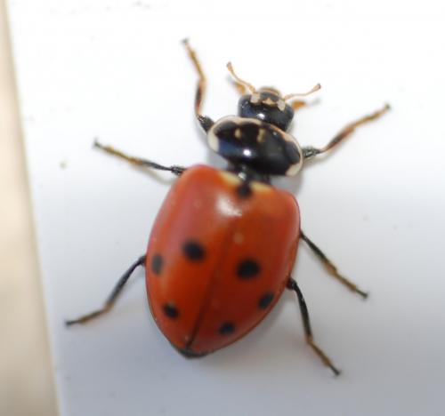 Hippodamia variegata