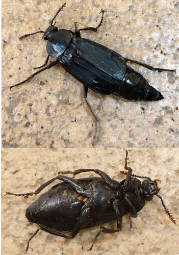 Necrodes littoralis