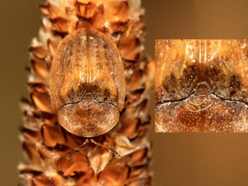 Réf. 62 258 : Hypocassida grossepunctata