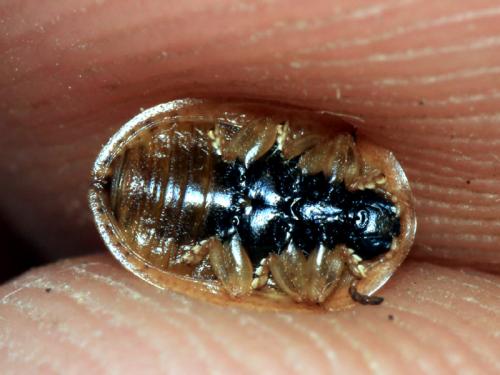 Réf. 62 259 : Hypocassida grossepunctata