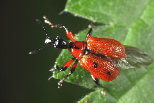 Réf. 62 175 : Apoderus coryli