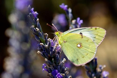 Colias croceus