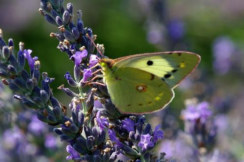Colias croceus