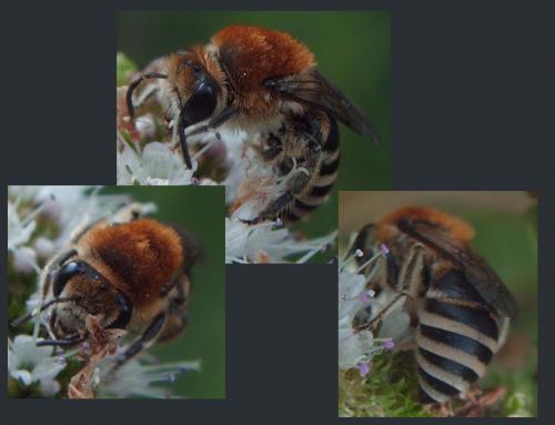 Colletes sp.