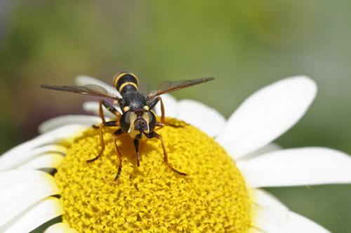 Conops flavipes