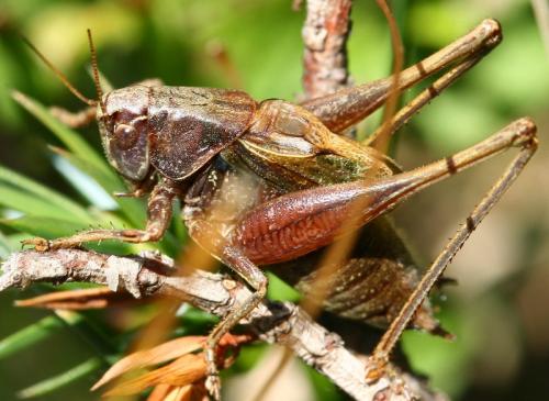 Metrioptera saussuriana