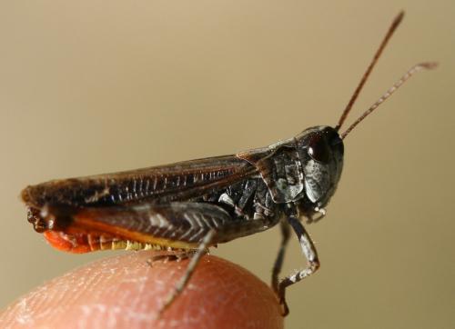 Myrmeleotettix maculatus maculatus