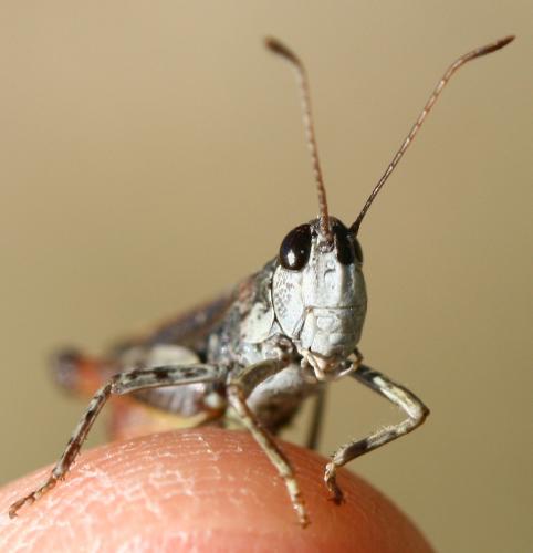 Myrmeleotettix maculatus maculatus