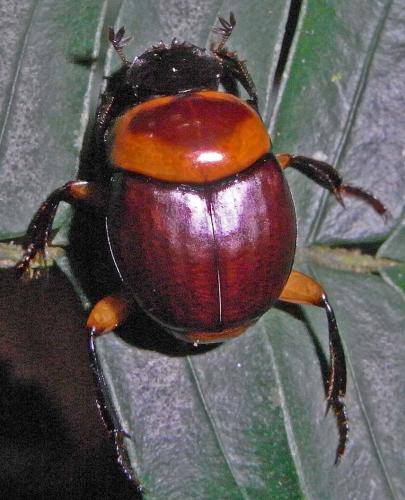 Canthon sp.