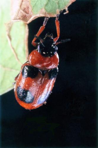 Réf. 62 251 : Coptocephala sp.