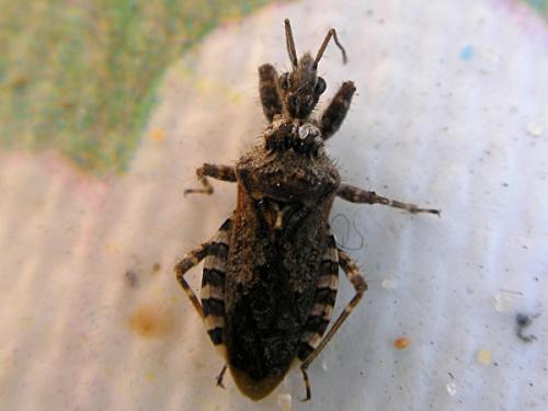 Coranus griseus