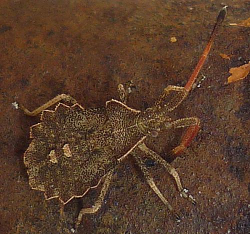 Réf. 62 135 : Enoplops scapha