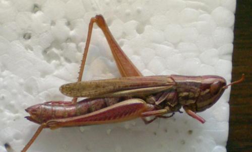 Euchorthippus declivus