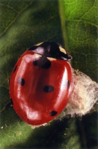 Coccinella septempunctata
