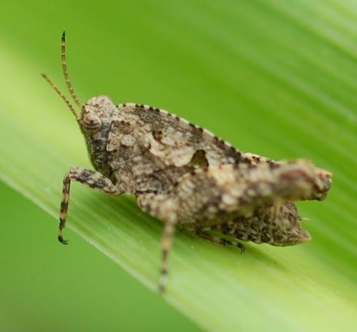 Tetrix sp.