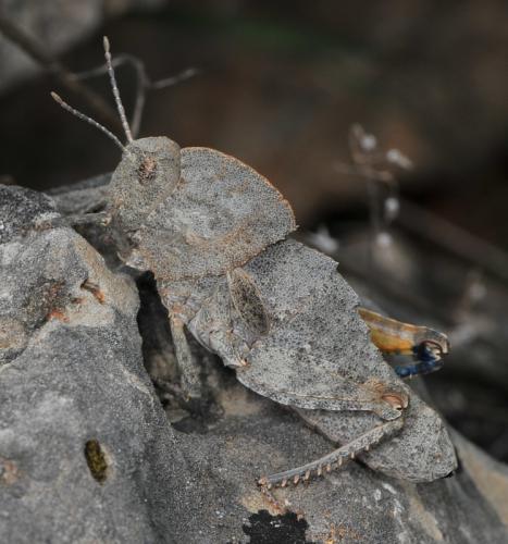 Ocnerodes sp.