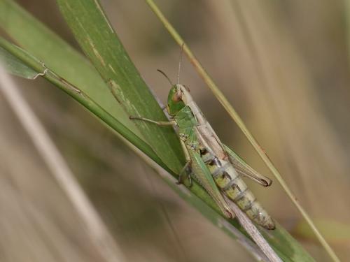 Réf. 62 335 : Pseudochorthippus parallelus