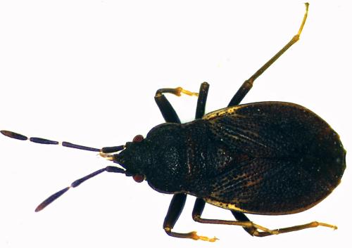 Drymus brunneus