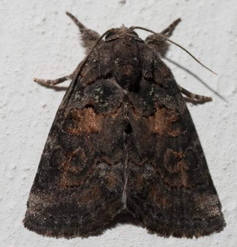 Réf. 62 902 : Bryophila sp.