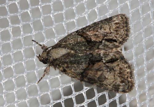 Cryphia ochsi