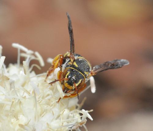 Rhodanthidium infuscatum